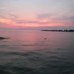 Olea Daire Umag