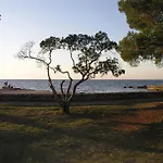 Olea Daire *